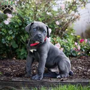 Faith, Cane Corso Puppy
